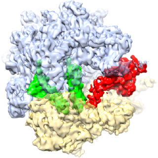 EF-G ribosome pre-translocation complex