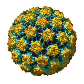 Bovine papillomavirus