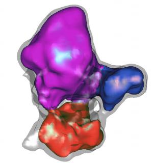 C complex splieosome